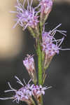 Shortleaf blazing star